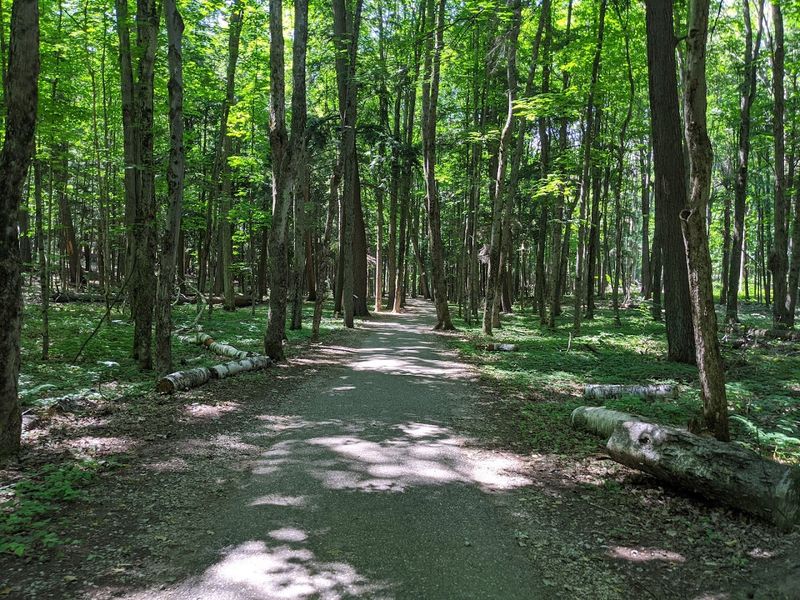 Old Growth Trail: A Paved Path Through Living History