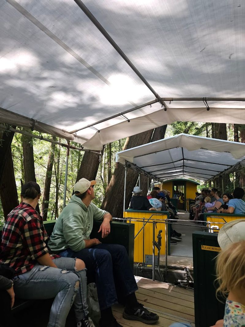 Open-Air Cars Give You an Unobstructed Forest View