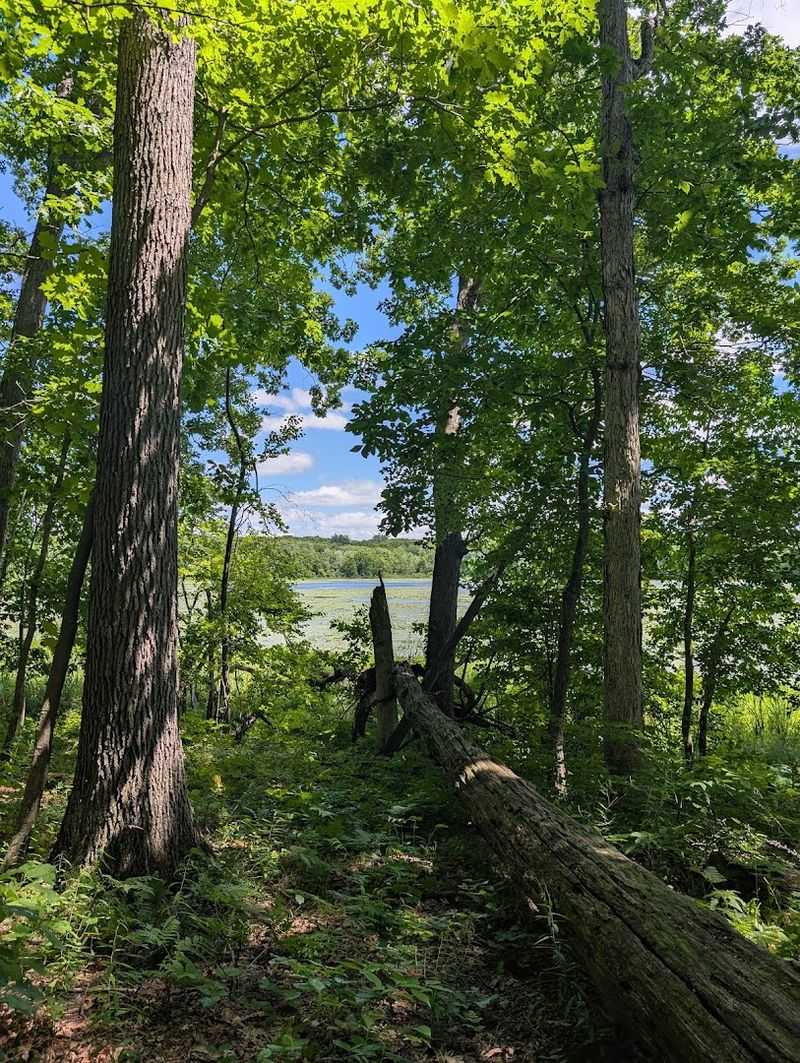 Open Meadows That Appear Without Warning Mid-Forest