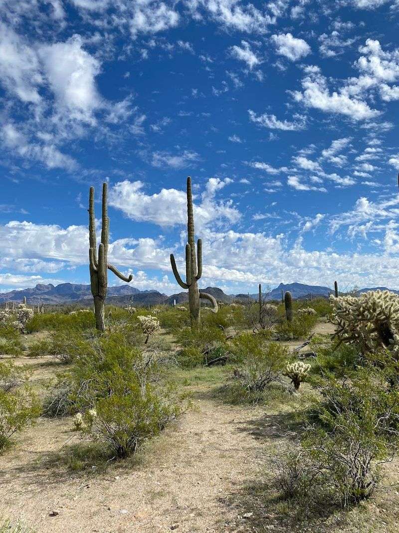 Organ Pipe Cactus National Monument Right Next Door