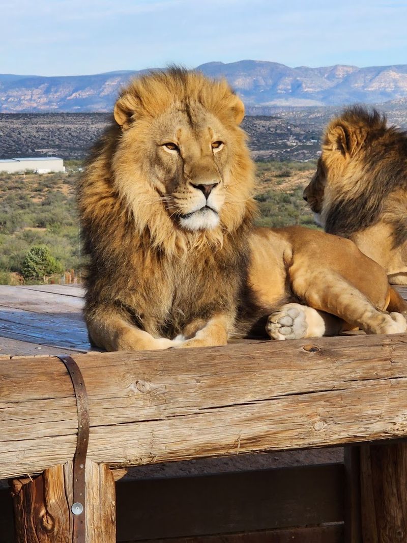 Out of Africa Wildlife Park - Camp Verde, Arizona