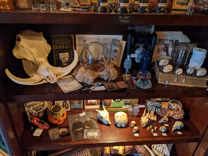 Owl Pellets and Science Curiosities for Kids