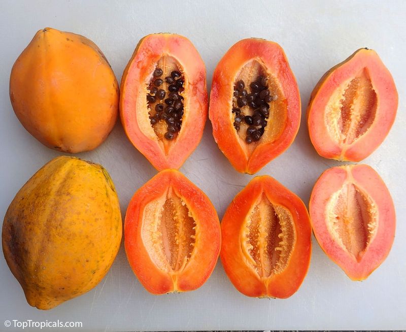 Papaya Fresh
