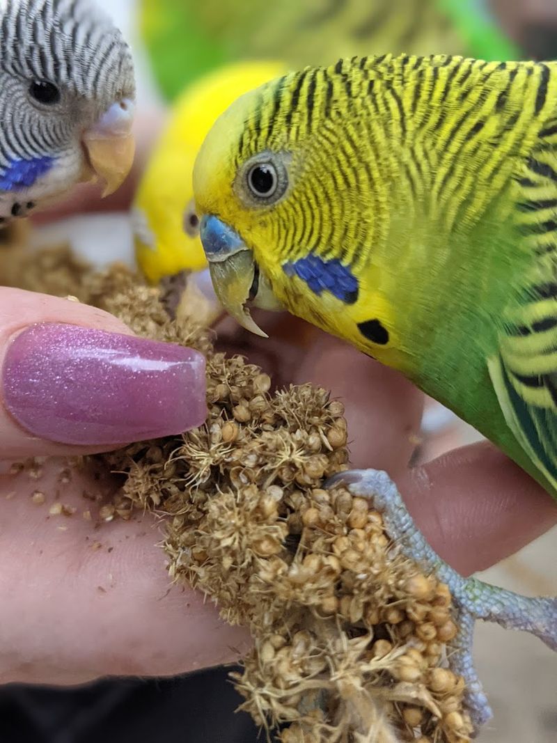 Parakeet Encounter That Feels Like Magic