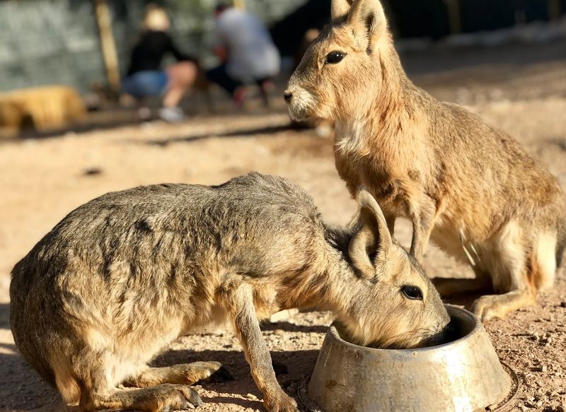Patagonian Maras — The Animal That Looks Like a Deer but Is Not