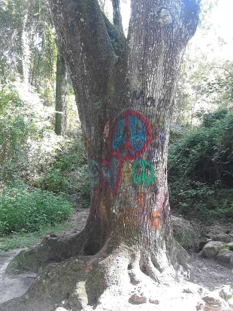 Peace Cave and Its Quirky Tree Markers