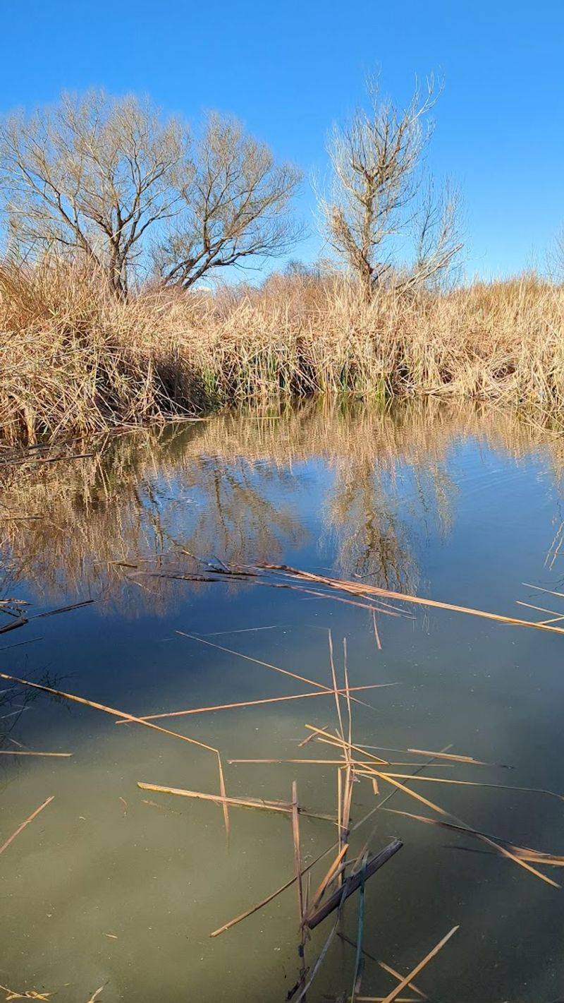 Peaceful Ponds Teeming with Aquatic Life