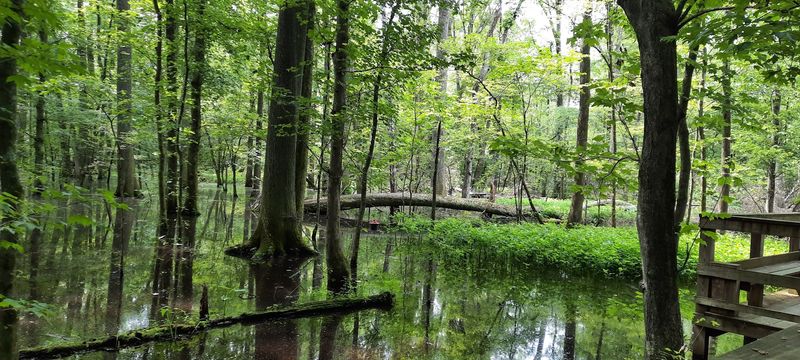 Peaceful Sounds of Flowing Water