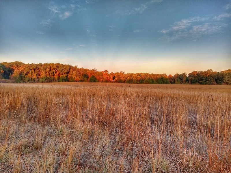 Peaceful Trails Through Tall Grasslands and Shaded Woods