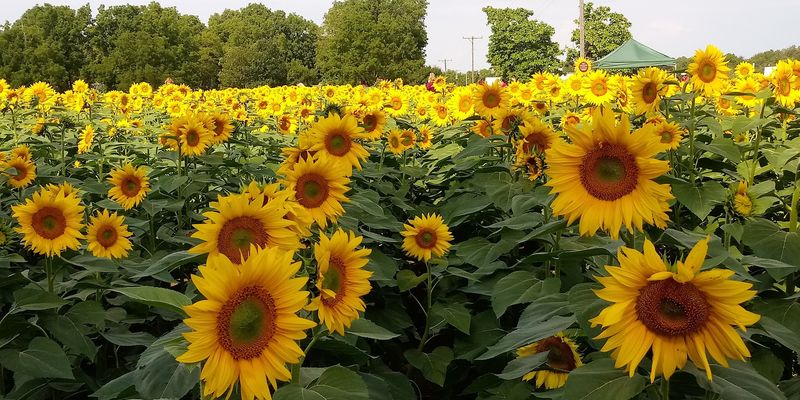 Peak Bloom Season and When to Visit