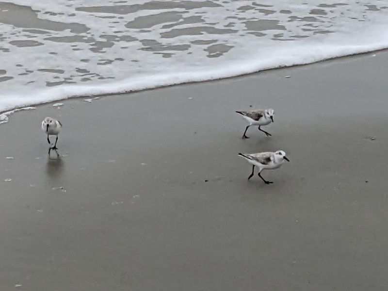 Pelican Rookery and Wildlife Preserve Worth Exploring