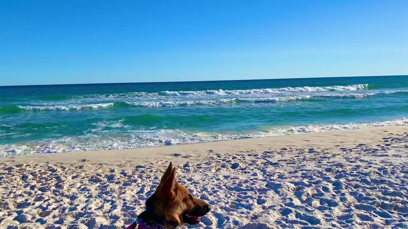 Pensacola Dog Beach West - Gulf Breeze, Florida