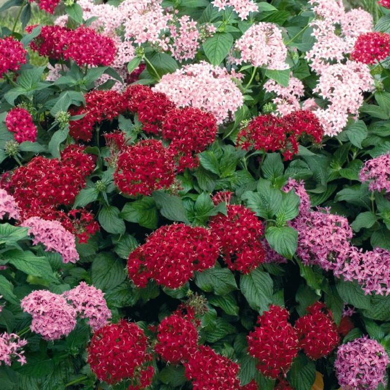Pentas