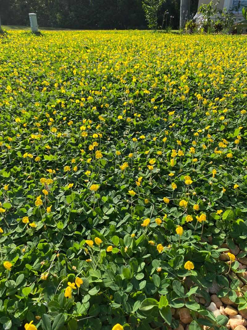 Perennial peanut