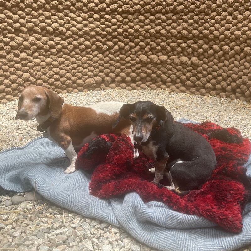 Pet-Friendly Stays That Welcome Your Furry Travel Buddies Pet-Friendly Stays That Welcome Your Furry Travel Buddies