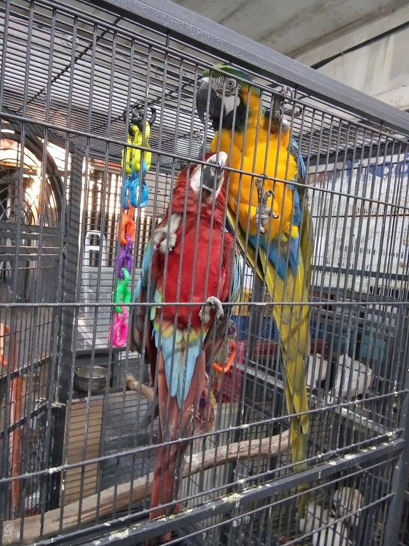 Pet Shops and Live Animals