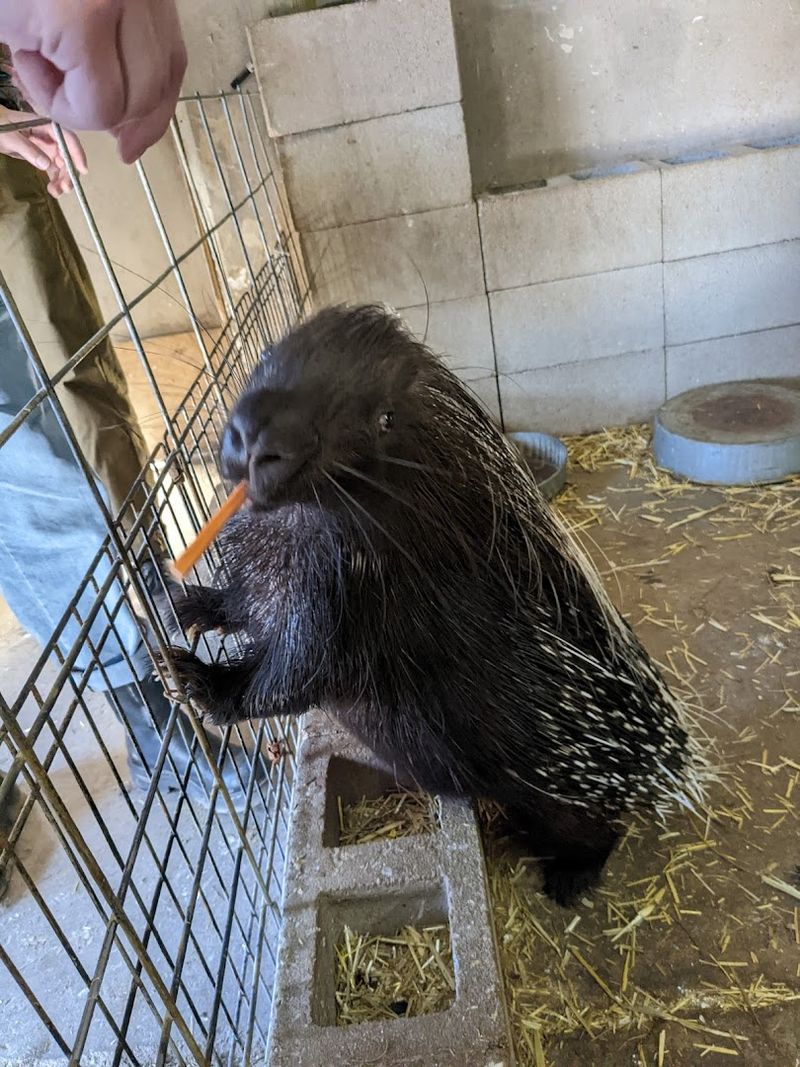 Petting Porcupines and Watching Their Quill Display