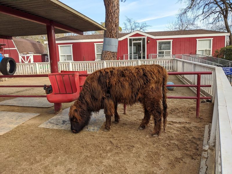 Petting Zoo Animals That Actually Seem Happy to See You