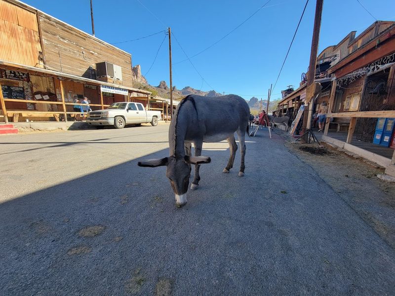 Photography Opportunities in Oatman