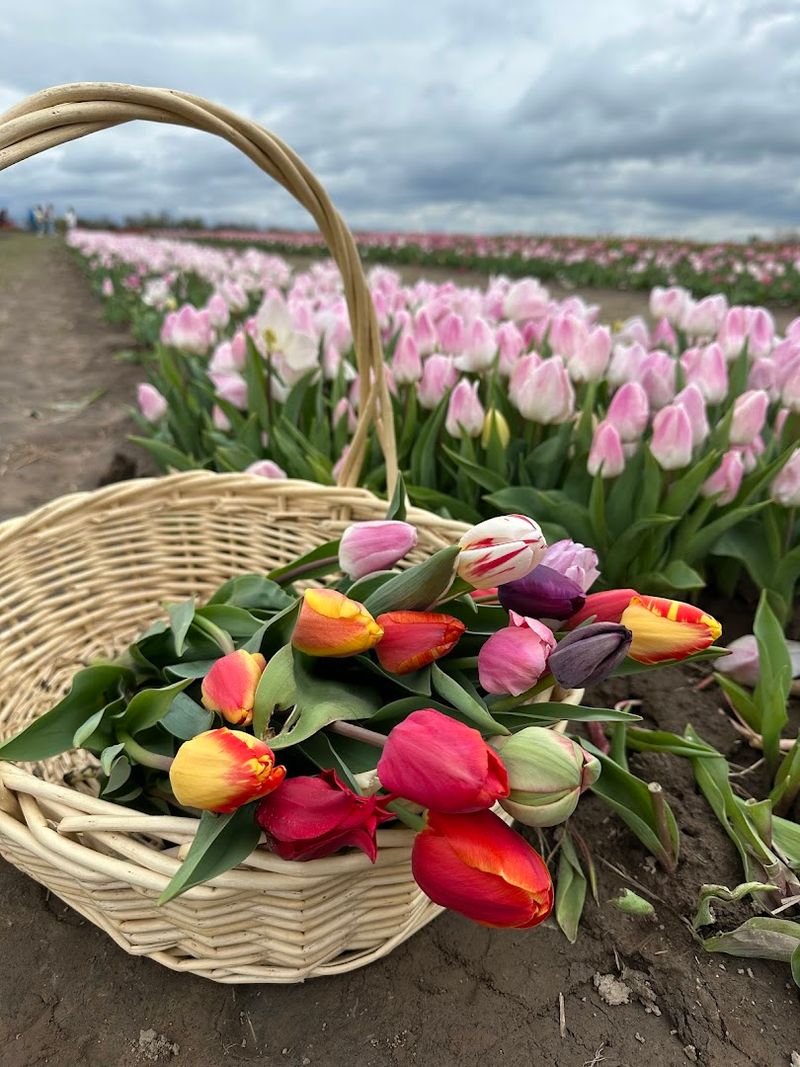 Pick-Your-Own Flowers Experience Worth Every Penny