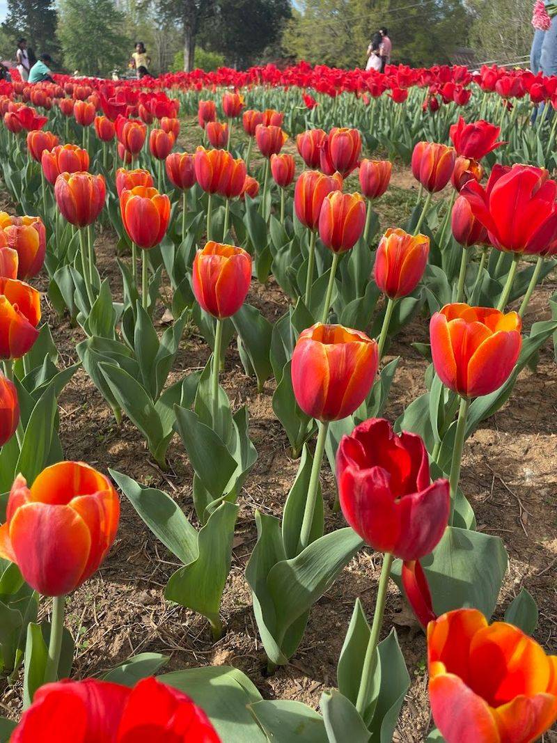 Pick-Your-Own Tulips Experience Worth Every Penny Pick-Your-Own Tulips Experience Worth Every Penny