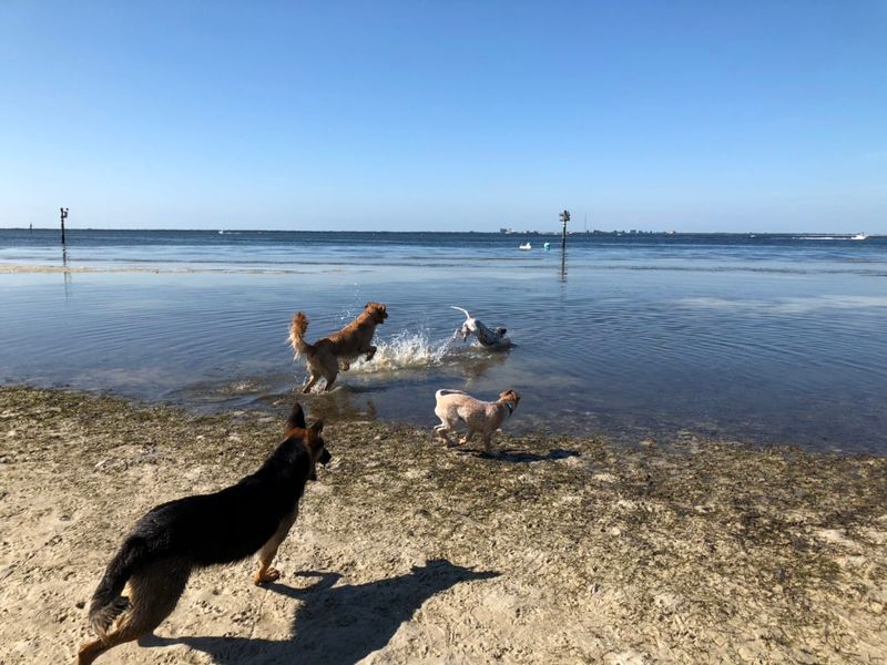 Picnic Island Dog Beach - Tampa, Florida