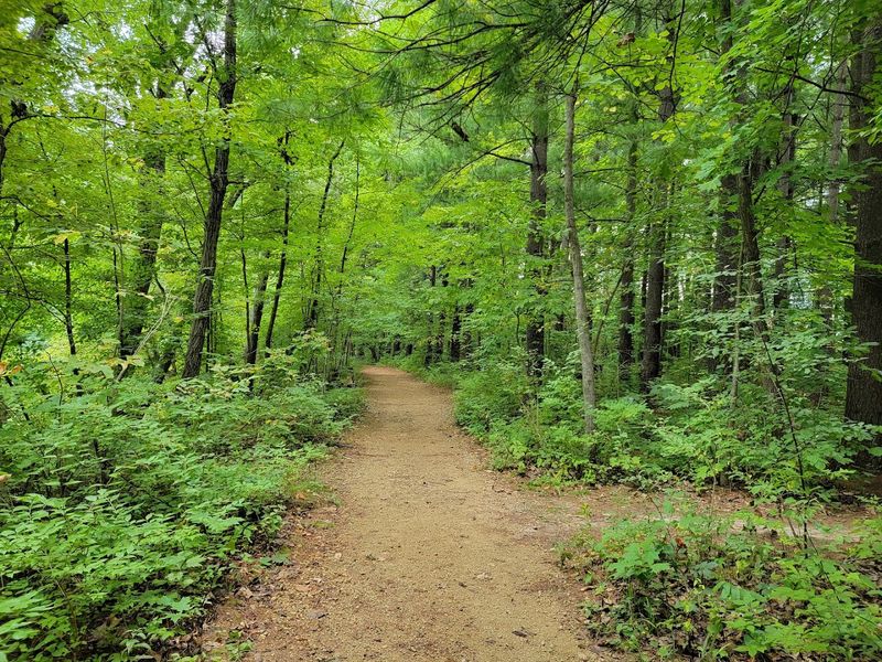Pine Ridge Trail: A Walk Among the Pines