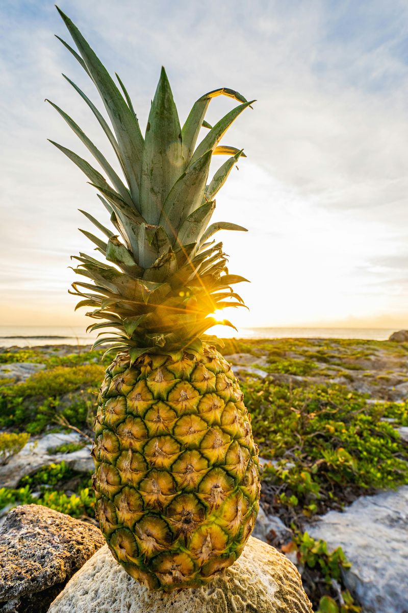 Pineapple Pineapple