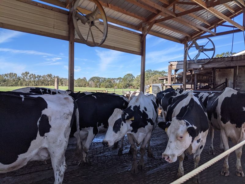 Planning Your Visit to Happy Cow Creamery in Pelzer, SC