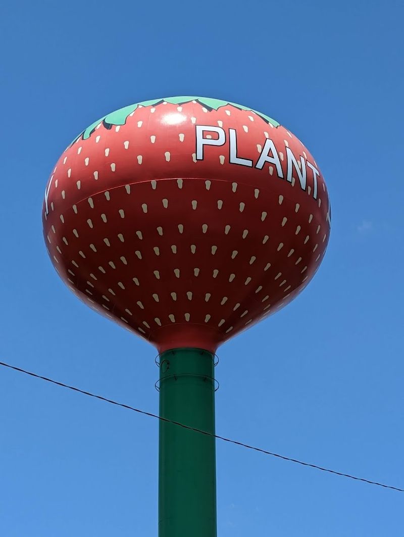 Plant City's Strawberry Capital Heritage