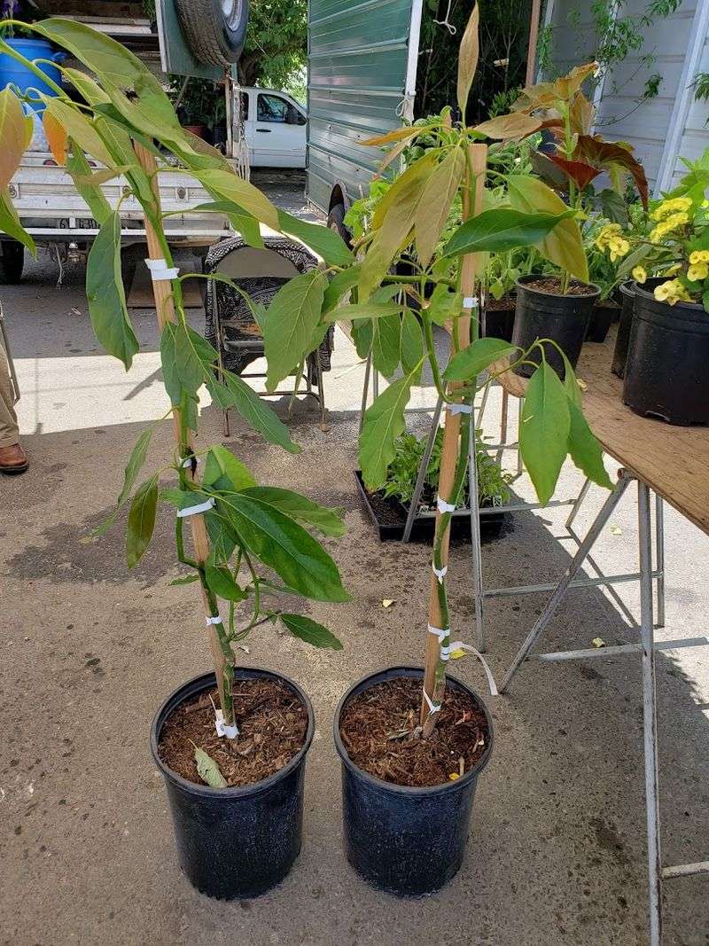 Plants, Herbs, and Trees for Your Garden Plants, Herbs, and Trees for Your Garden