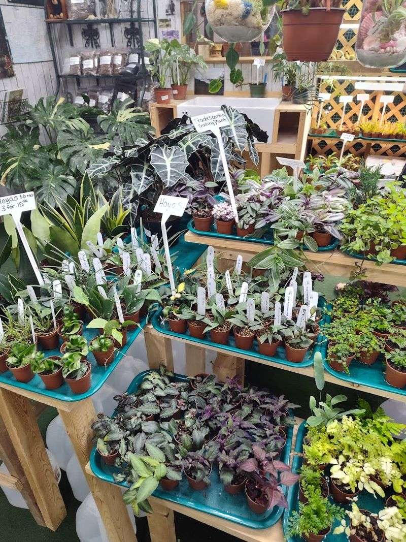 Plants and Unique Outdoor Finds for Garden Lovers Plants and Unique Outdoor Finds for Garden Lovers