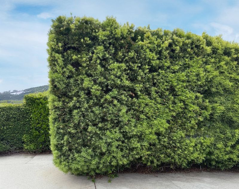 Podocarpus
