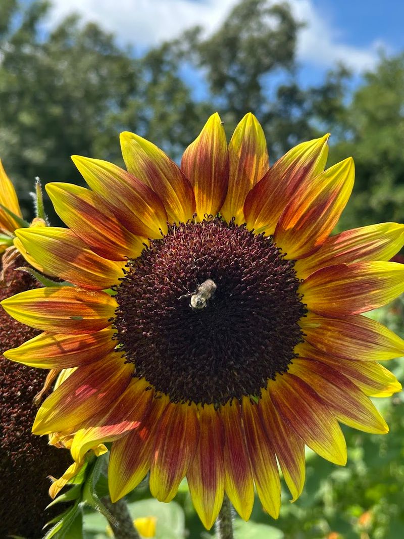 Pollinators, Goats, and Wildlife That Delight Every Visitor Pollinators, Goats, and Wildlife That Delight Every Visitor