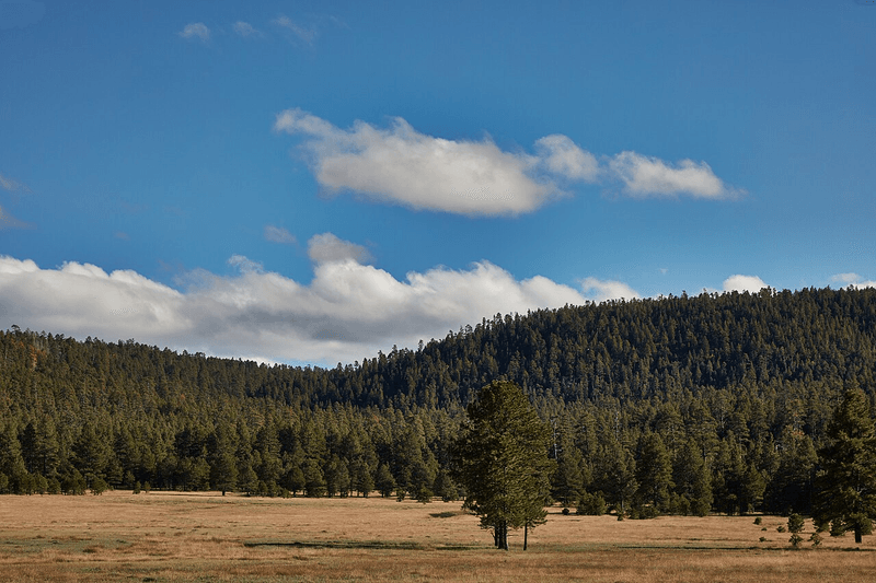 Ponderosa Pine Forests: Nature's Backyard