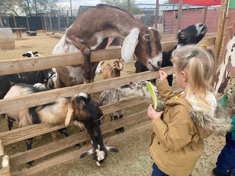 Practical Tips Before You Visit Ghost Ranch Exotics
