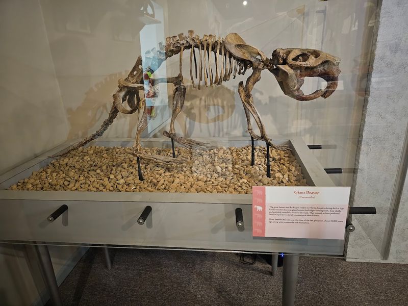 Prehistoric Saltville: When Mammoths Ruled the Valley Prehistoric Saltville: When Mammoths Ruled the Valley
