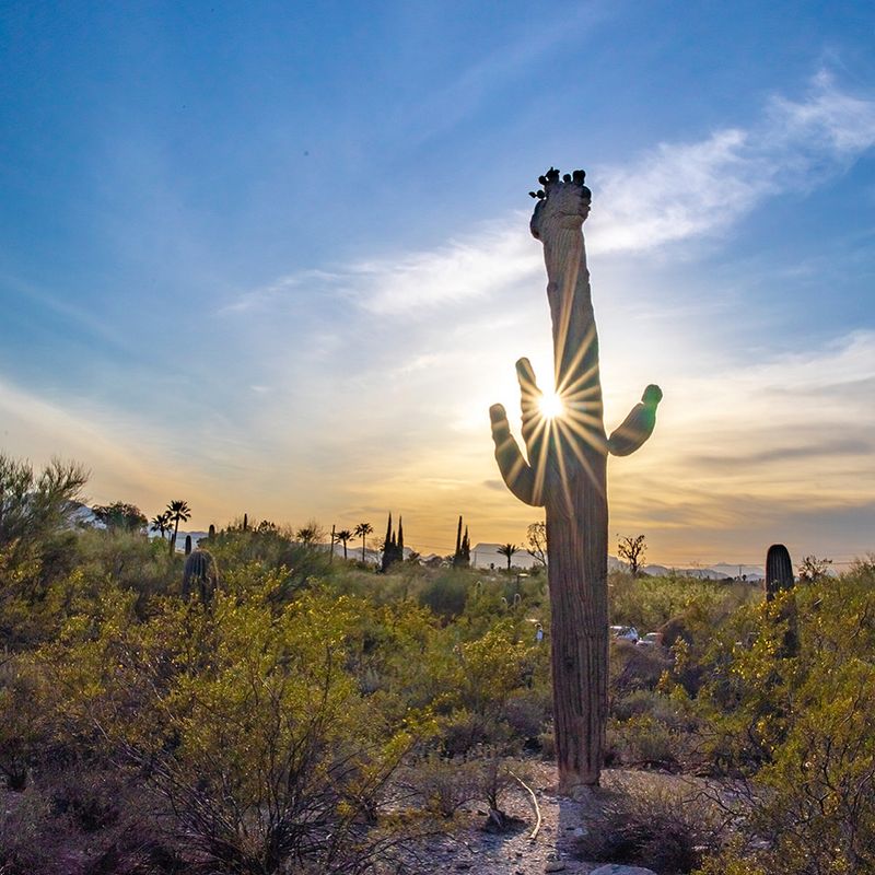Rare Crested Saguaro — A Once-in-a-Lifetime Sighting