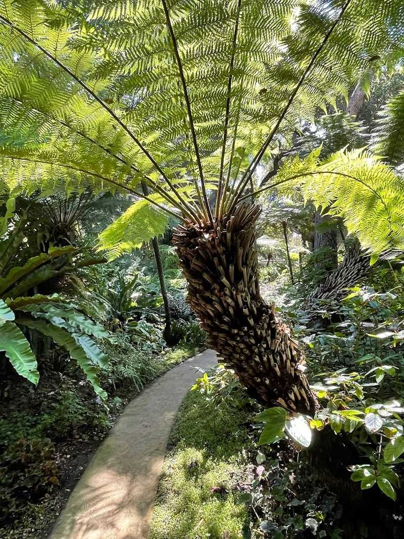Rare Cycads That Are Millions of Years Old