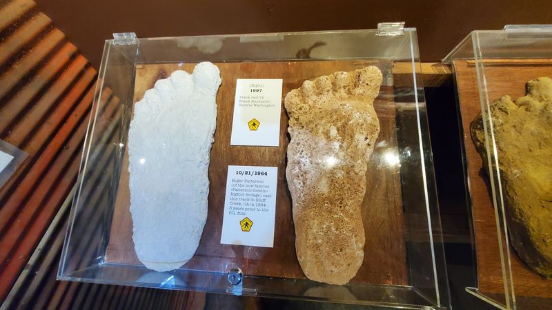 Real Bigfoot Footprint Casts on Display Real Bigfoot Footprint Casts on Display