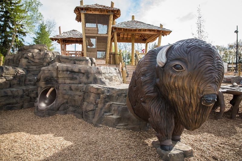 Real Bison You Can Actually See Up Close