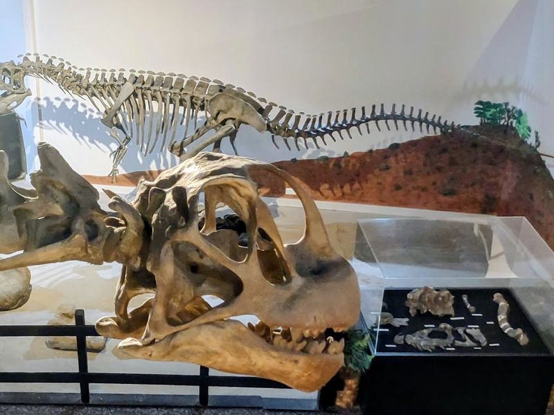 Real Fossils From the Local Area