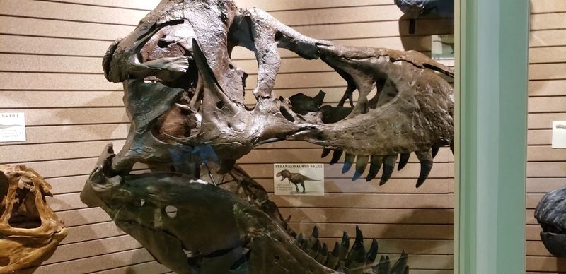 Real Fossils and Authentic Artifacts You Can Actually See Up Close