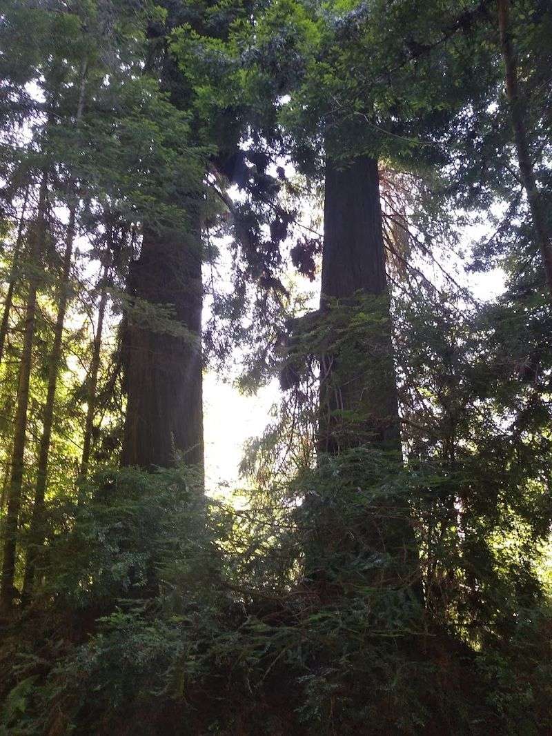 Redwood National and State Parks: The Crown Jewel at Orick's Doorstep