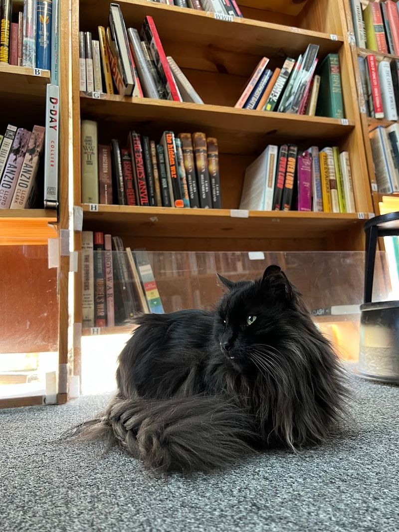 Resident Store Cats That Everyone Loves