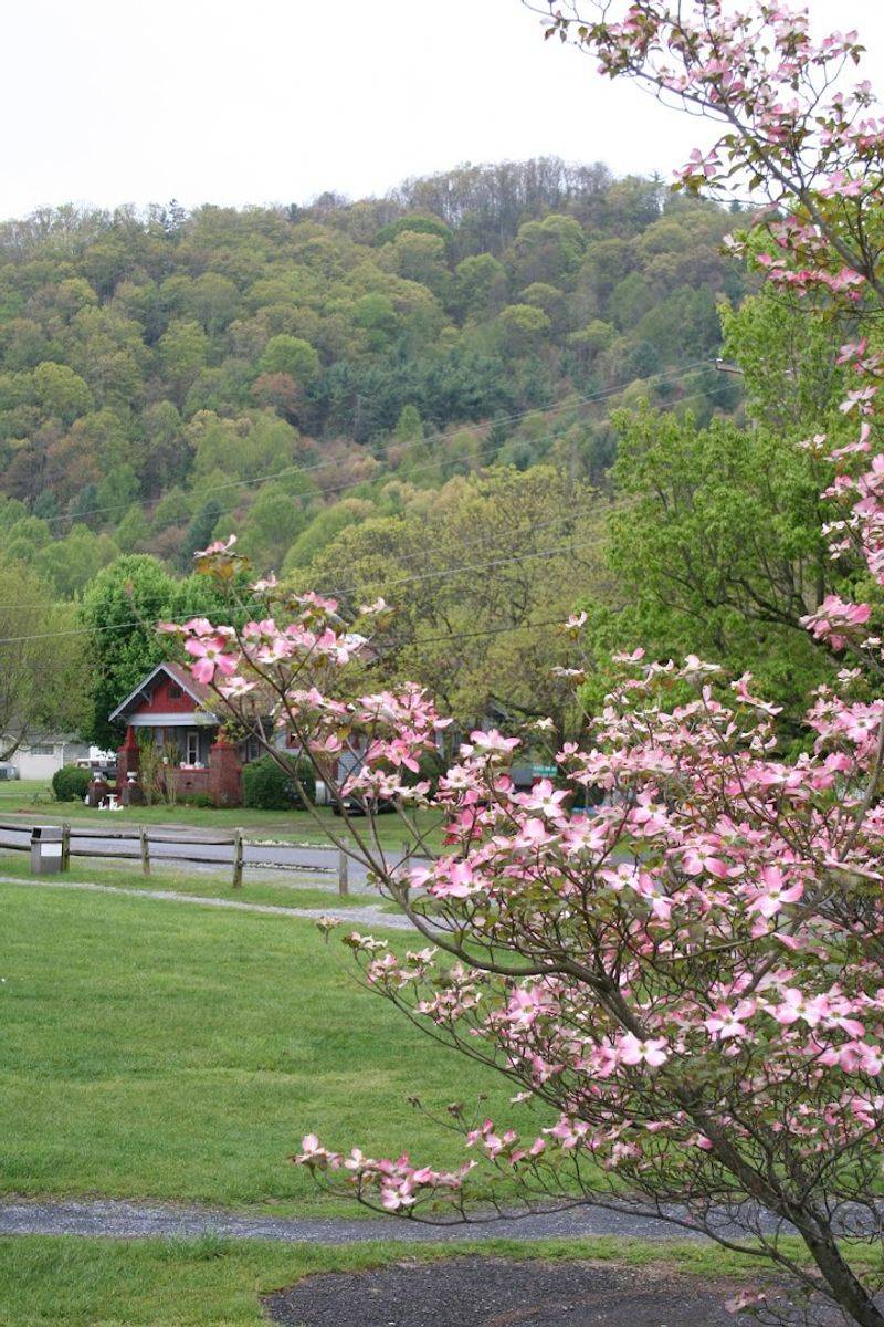Rhododendron Blooms Along the Trails Rhododendron Blooms Along the Trails