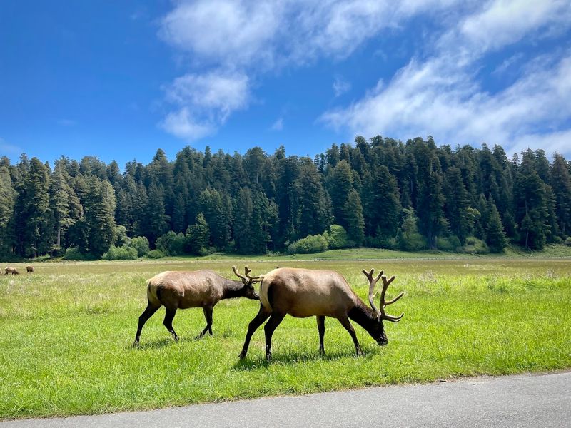 Roosevelt Elk Roaming the Prairie Meadow
