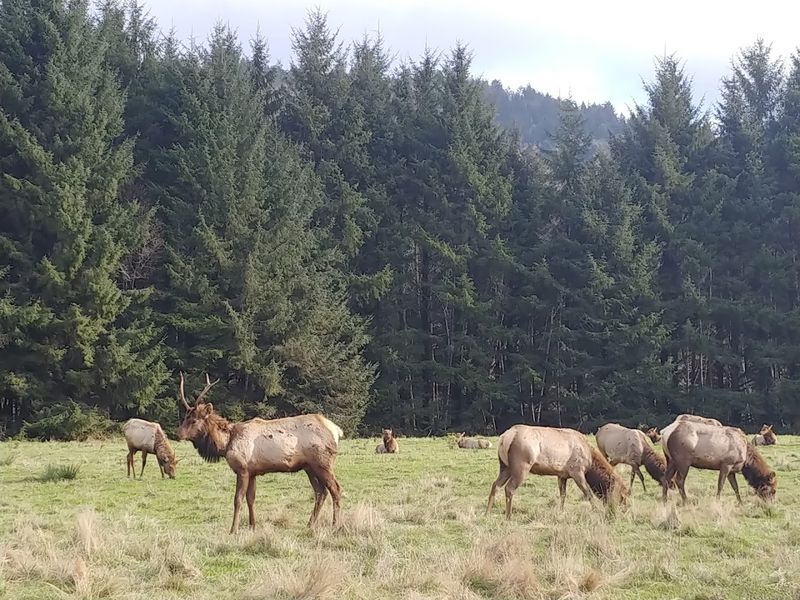 Roosevelt Elk of Orick: Giants Roaming Freely in the Open Prairie