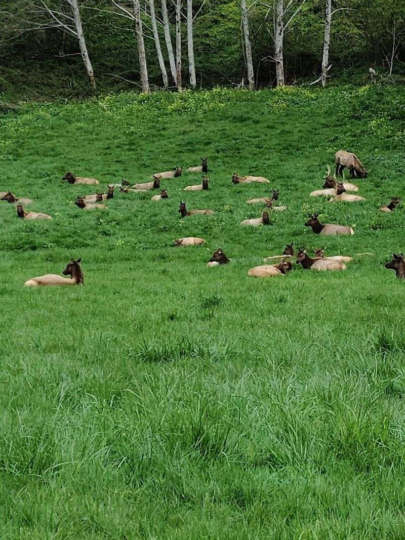 Roosevelt Elk of the Prairie Creek Area