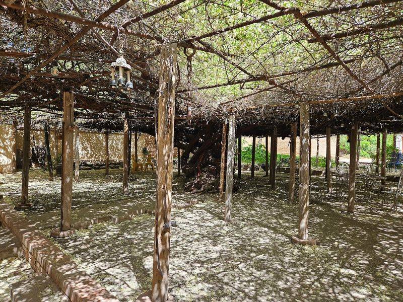 Rose Tree Museum